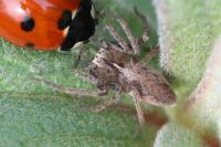 Pisaura mirabilis