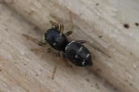Heliophanus cupreus