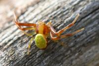 Ebrechtella tricuspidata