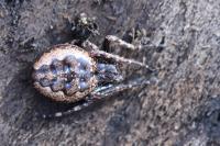 Nuctenea umbratica