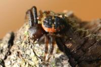 Synema globosum