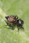 Heliophanus