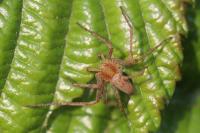 Philodromus