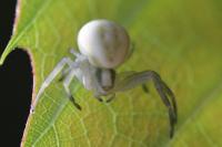 Misumena vatia