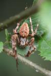 Araneus diadematus