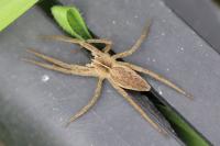 Pisaura mirabilis