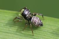 Heliophanus cupreus