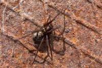 Eratigena atrica