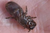 Atypus affinis