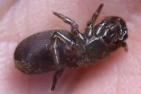 Atypus affinis
