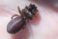 Atypus affinis