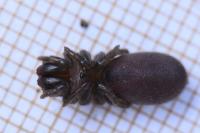 Atypus affinis