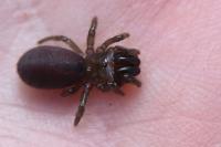 Atypus affinis