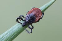 Ixodes ricinus