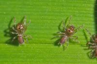 Atypus