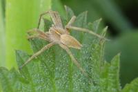 Pisaura mirabilis