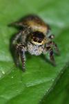 Carrhotus xanthogramma