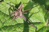 Pisaura mirabilis