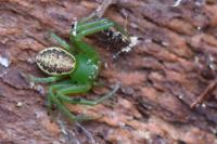 Diaea dorsata