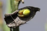 Araniella