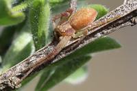 Philodromus