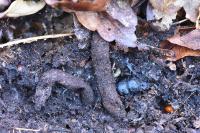 Atypus