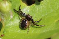 Synema globosum