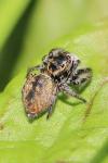 Carrhotus xanthogramma