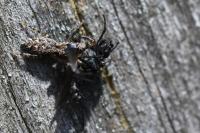Marpissa muscosa