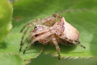 Gibbaranea bituberculata