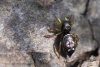 Heliophanus cupreus