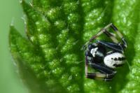 Misumena vatia