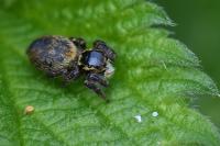 Carrhotus xanthogramma