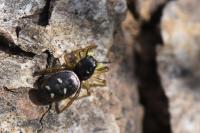 Heliophanus cupreus