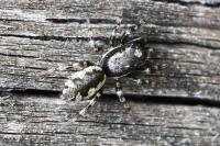 Salticus zebraneus