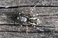 Salticus zebraneus