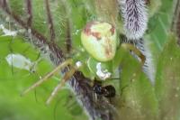 Ebrechtella tricuspidata