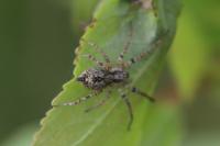 Anyphaena accentuata