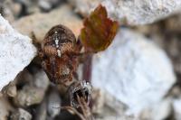 Araneus diadematus