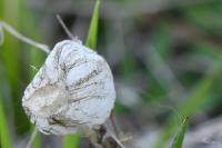 Argiope bruennichi