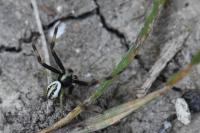 Misumena vatia