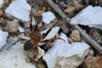 Larinioides