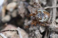 Larinioides