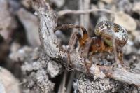 Larinioides