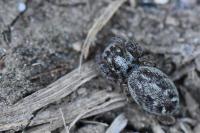 Macaroeris nidicolens