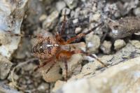 Araneus diadematus