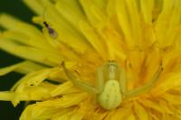 Misumena vatia