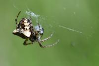 Gibbaranea bituberculata
