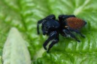 Carrhotus xanthogramma