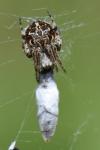 Agalenatea redii